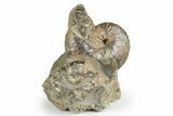 Cretaceous Ammonite (Jeletzkytes) Fossil - Wyoming #180842-1